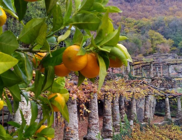 figliej-viticoltura-di-montagna